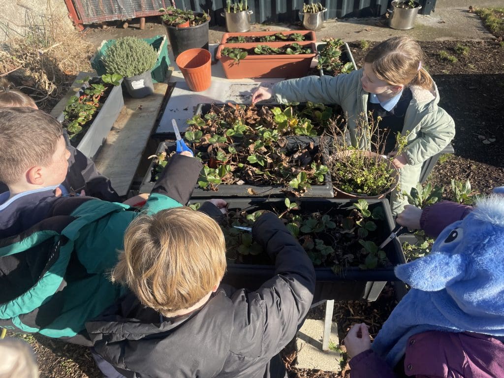 Gardening with Gary